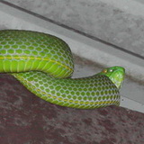 Khao NP - Tree viper